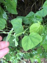 Passiflora sexflora
