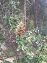 Escallonia illinita