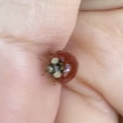 Harmonia axyridis