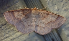 Metarranthis amyrisaria