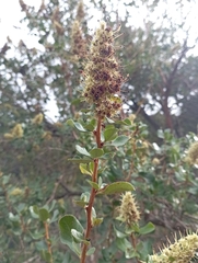 Escallonia illinita