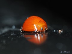 Chilocorus circumdatus