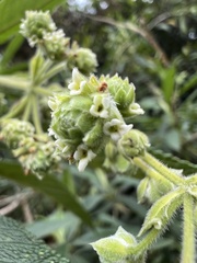 Lippia hirsuta