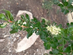 Escallonia illinita