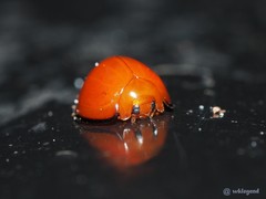 Chilocorus circumdatus