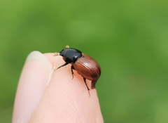 Aphodius pedellus