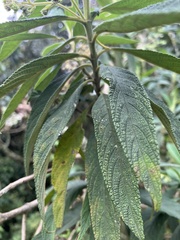 Lippia hirsuta