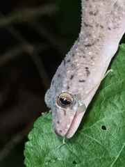 Gekko monarchus
