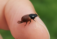 Aphodius pedellus
