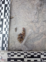 Bassariscus astutus
