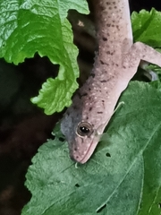 Gekko monarchus