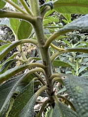 Lippia hirsuta