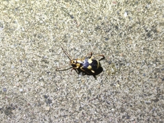 Pheropsophus jessoensis