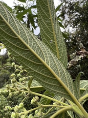 Lippia hirsuta