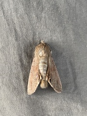 Litoprosopus futilis