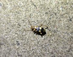 Pheropsophus jessoensis