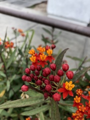 Asclepias curassavica