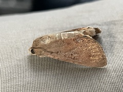 Litoprosopus futilis