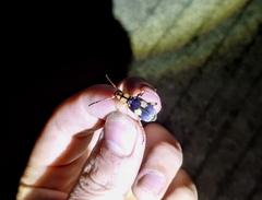 Pheropsophus jessoensis