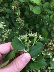 Crataegus acutifolia