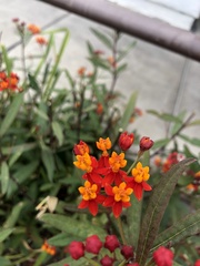 Asclepias curassavica