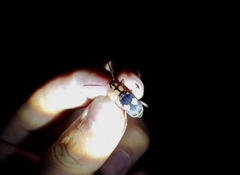 Pheropsophus jessoensis