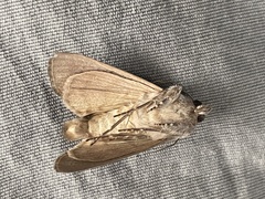 Litoprosopus futilis