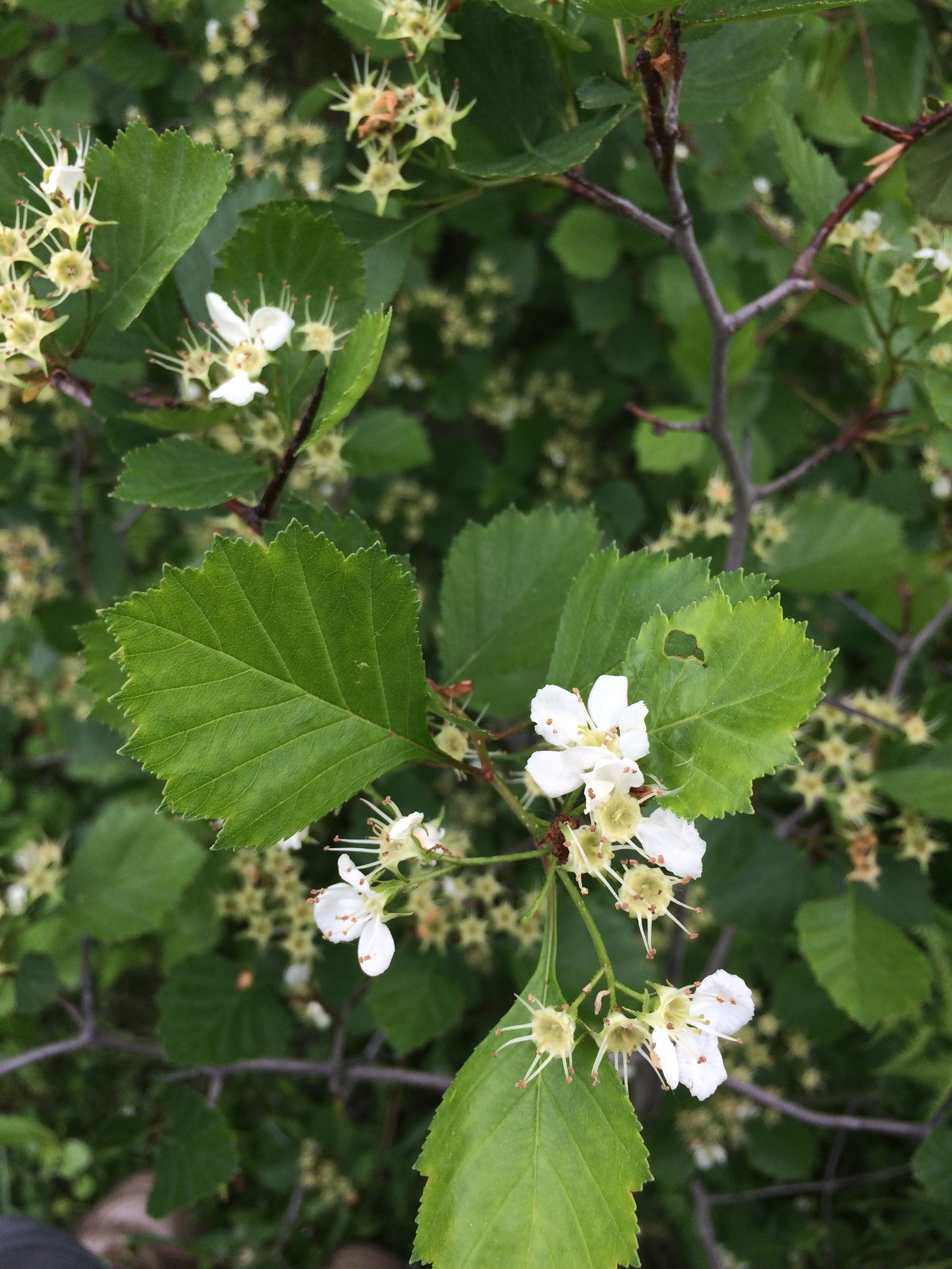 Crataegus chrysocarpa var. subrotundifolia