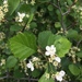 Crataegus chrysocarpa subrotundifolia - Photo no rights reserved, uploaded by Étienne Lacroix-Carignan