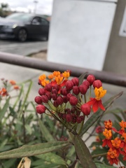 Asclepias curassavica