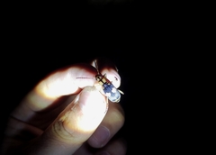 Pheropsophus jessoensis