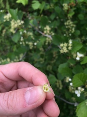 Crataegus acutifolia