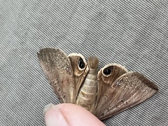 Litoprosopus futilis