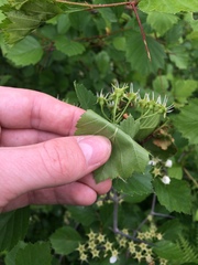 Crataegus acutifolia