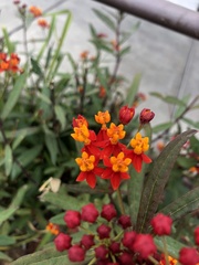 Asclepias curassavica