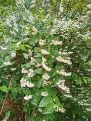 Deutzia pulchra