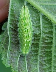 Satyrium w-album