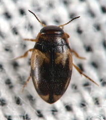 Hydroglyphus geminus