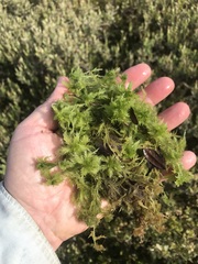 Sphagnum torreyanum