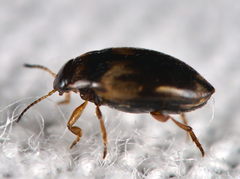 Hydroglyphus geminus