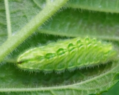 Satyrium w-album