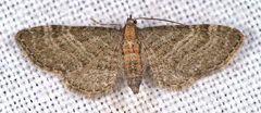 Eupithecia haworthiata