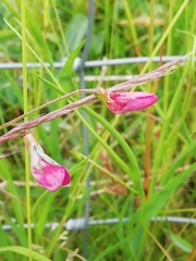 Lathyrus nissolia