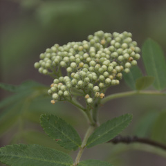Sorbus sibirica