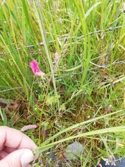 Lathyrus nissolia