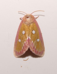 Derrima stellata