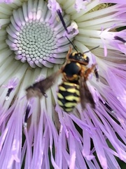 Dianthidium curvatum