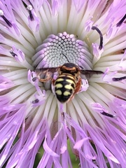 Dianthidium curvatum