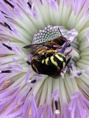 Dianthidium curvatum