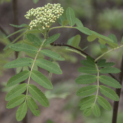 Sorbus sibirica